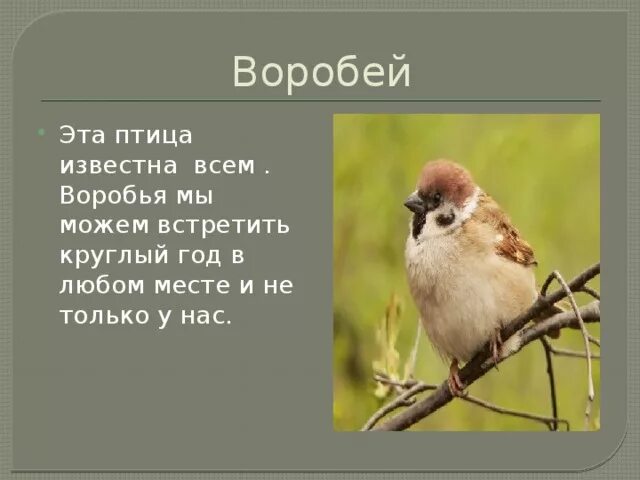 Сочинение птицы наши друзья
