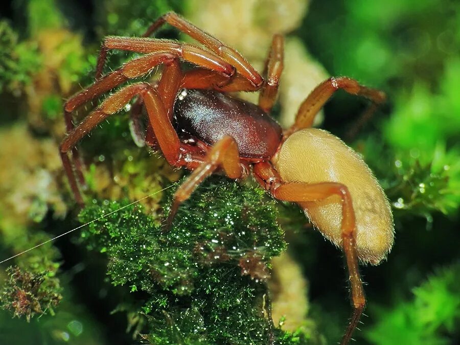 Clubionidae пауки. Паук сак (желтый хейракантиум). Cheiracanthium inclusum паук. Желтосумый паук cheiracanthium. Паук хейракантиум самец.