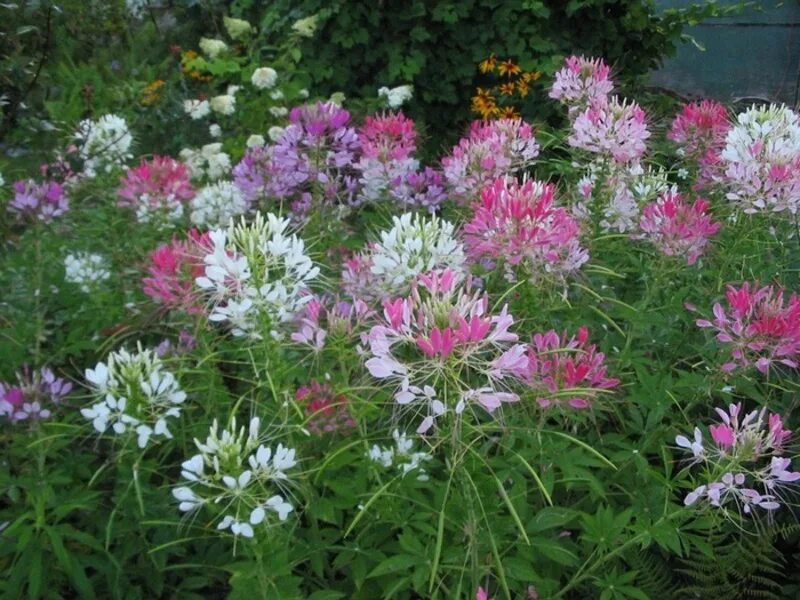 Клеома колючая хелен. Однолетник клеома. Клеома цветок. Посадка брызги шампанского. Посадка брызги шампанского.