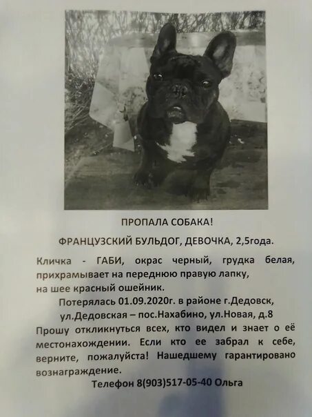 Бульдог характеристика плюсы и минусы. Карликовый французский бульдог. Французский бульдог параметры породы. Порода французский бульдог. Французский бульдог стандарт породы ркф.