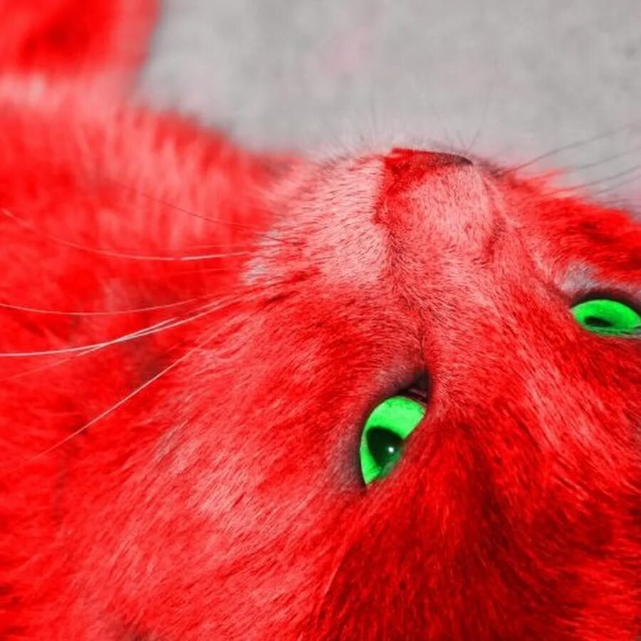 Красная кошка. Красный котенок. Кошка красного цвета. Ярко красный кот.
