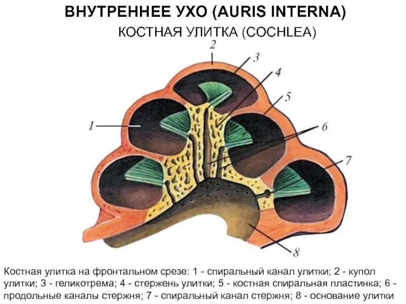 Строение улитки внутреннего уха. Строение улитки внутреннего уха в разрезе. Строение улитки уха человека. Строение улитки уха. 3 отдела улитки