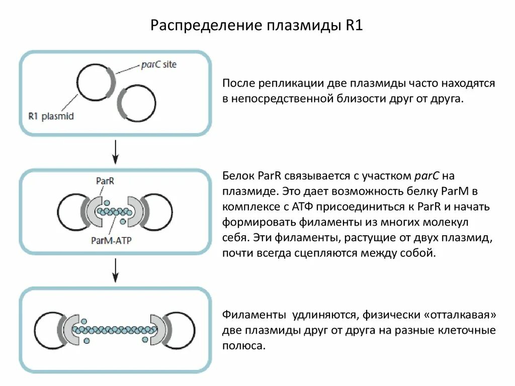 Кольцевая днк плазмиды. Репликация плазмид. Плазмиды биодеградации. Плазмиды презентация. Репликация ДНК плазмиды.