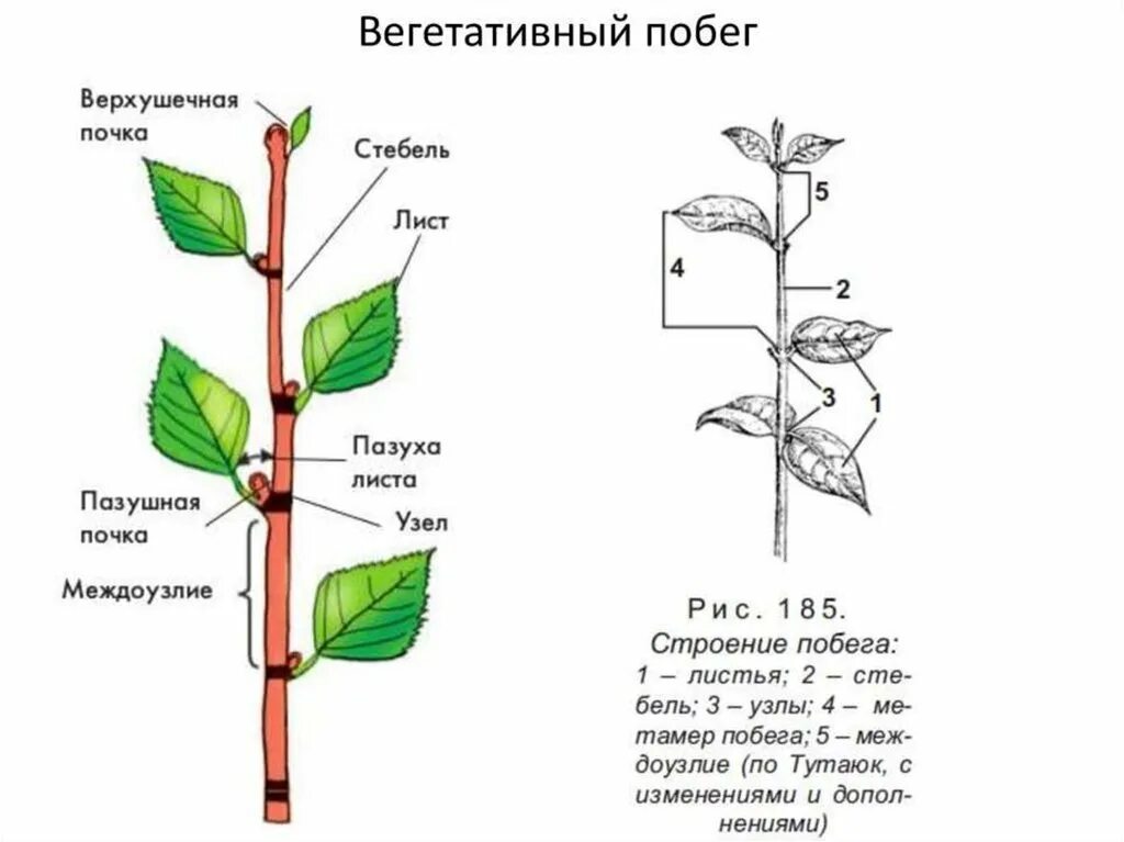 Строение побега. Схема строения побега рисунок. Строение вегетативного побега. Стебель верхушечная почка.