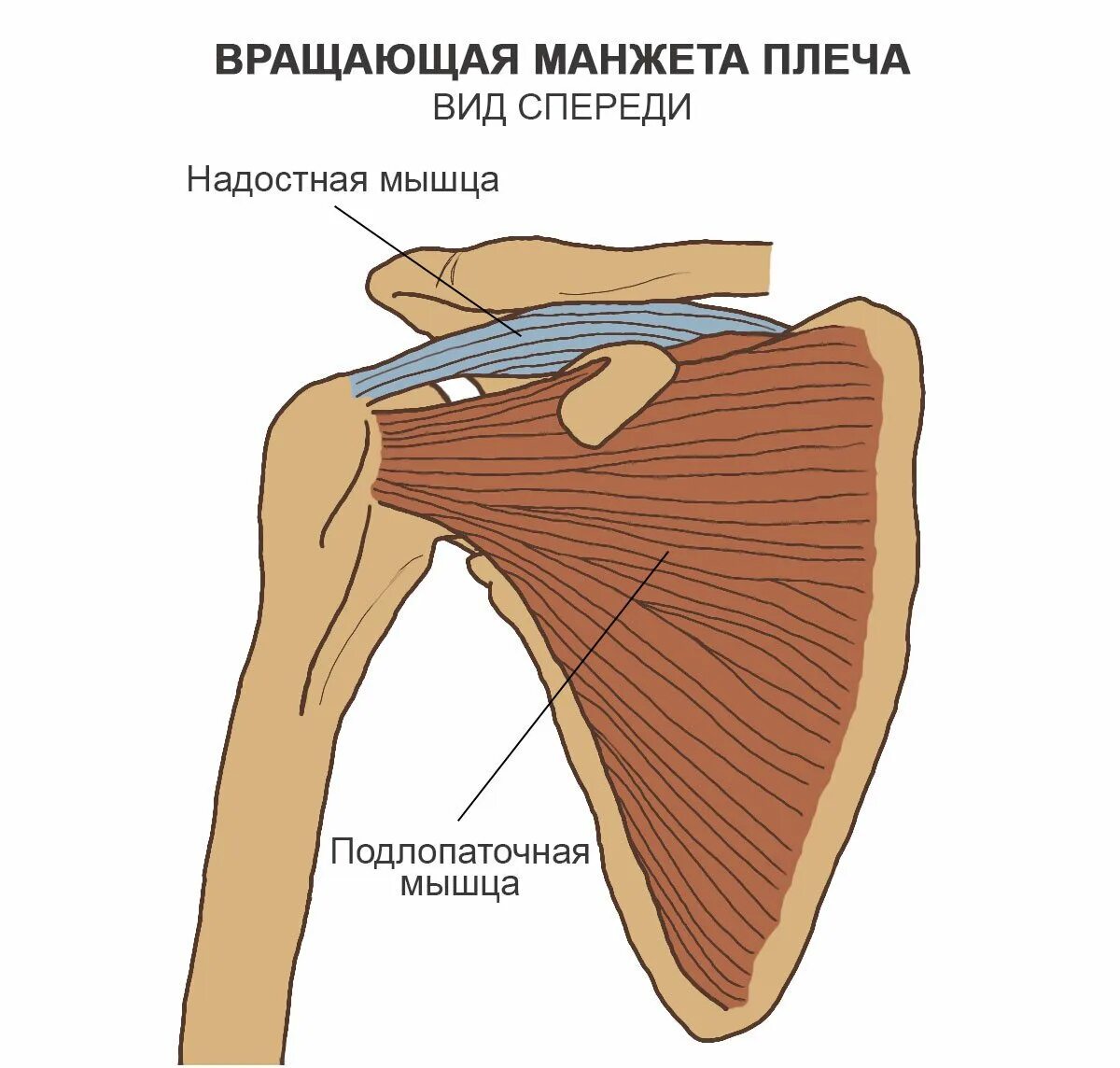 Повреждение сухожилия подлопаточной мышцы. Мышцы ротаторной манжеты плечевого сустава. Ротаторная манжета плечевого сустава анатомия. Ротаторнвя мвнжета мышцы. Надостная мышца плечевого сустава анатомия.