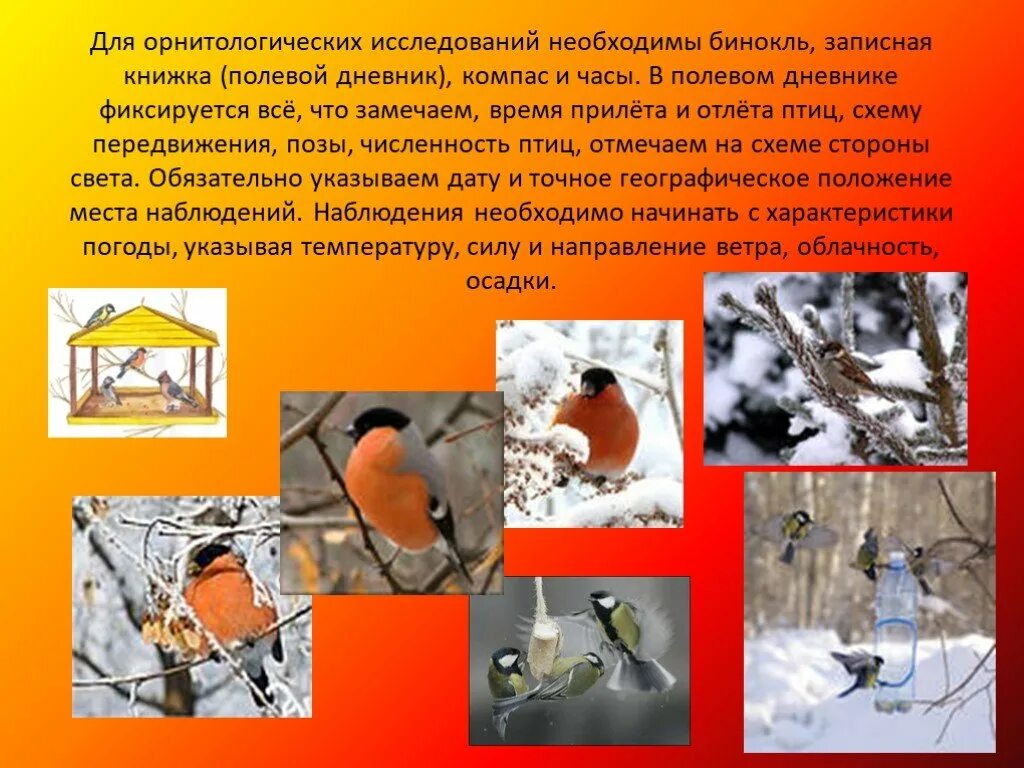 Укажите этапы орнитологических наблюдений. Проект наблюдение за птицами. Укажите этапы орнитологических наблюдений. Приборы наблюдения и фиксации визуальной информации. Мои наблюдения за птицами.