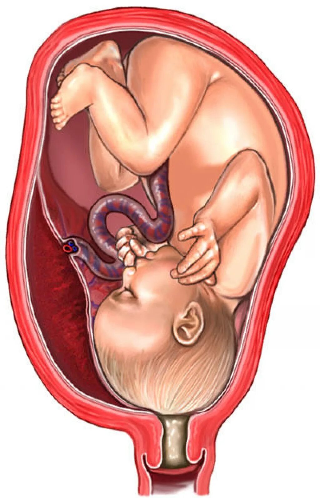 Малыш на 40 неделе беременности. Расположение ребенка в матке.