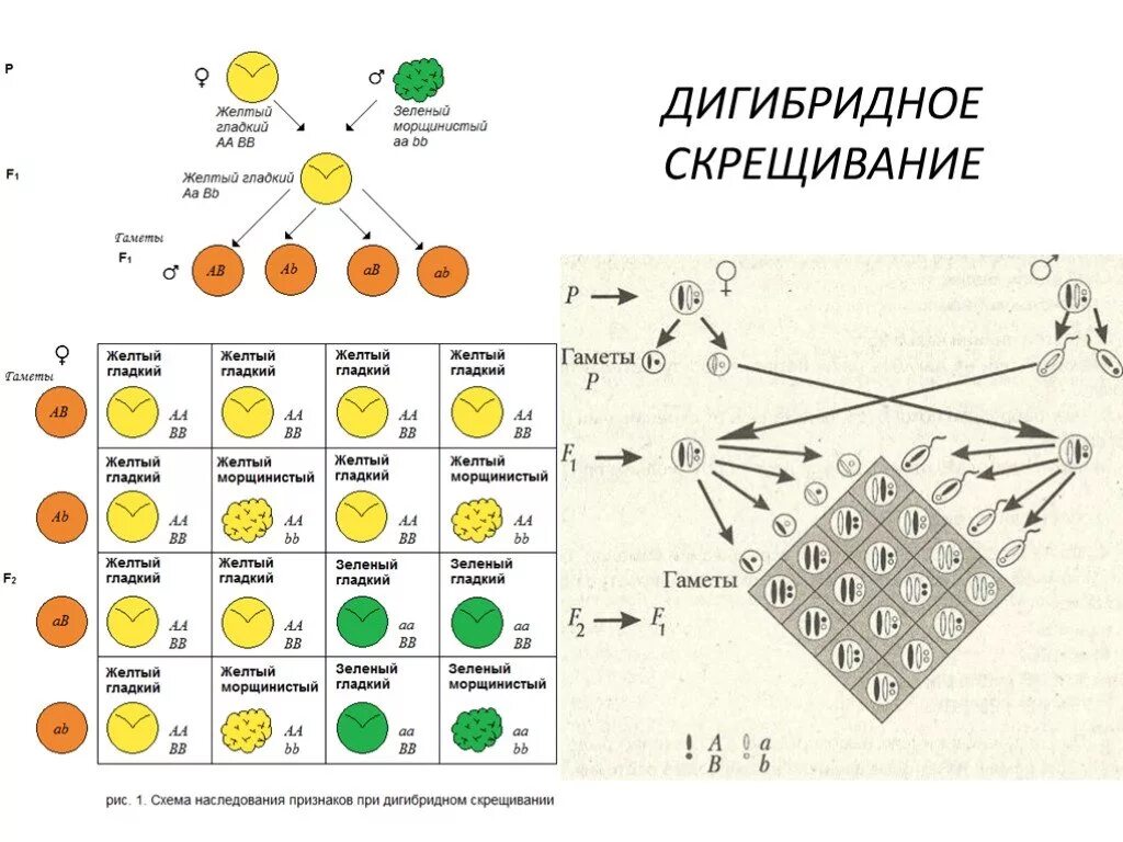 Таблица дигибридного скрещивания генетика. Схема наследования при дигибридном скрещивании. Дигибридное скрещивание Тип гамет. Решетка Пеннета дигибридное скрещивание. Как скрещивать палов