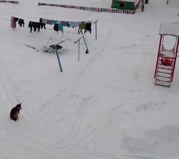 Собаки березники