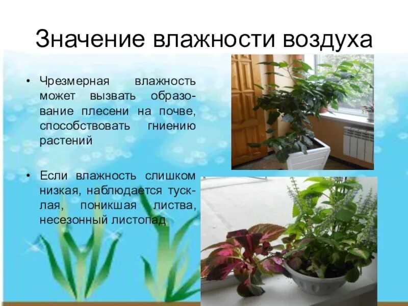 Какое значение воздуха в жизни растений. Значение влажности воздуха. Влажность воздуха для растений. Влияние влажности на растения. Влияние влажности воздуха на растения.