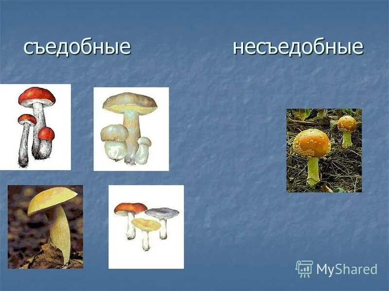 Съедобное или несъедобное. Съедобное или несъедобное