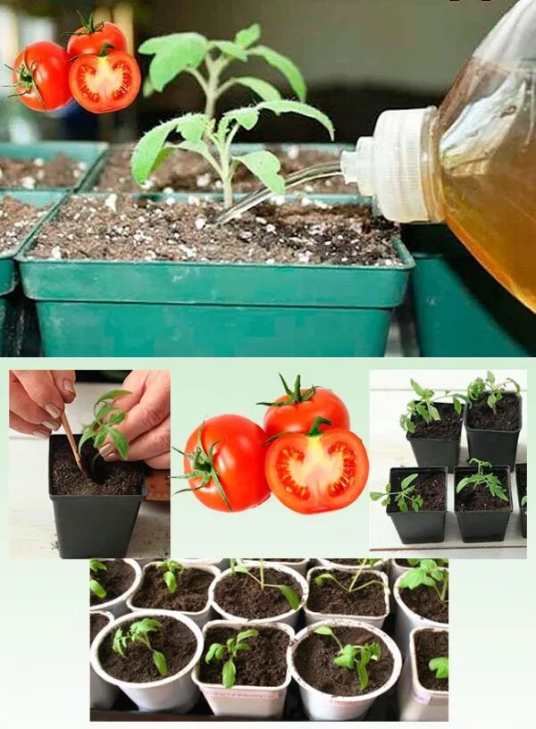 Удобрение для рассады после пикировки томатов. Пикировки. Пикировка томатов суперфосфатом. Томаты после пикировки. Подкормка рассады томатов после пикировки.