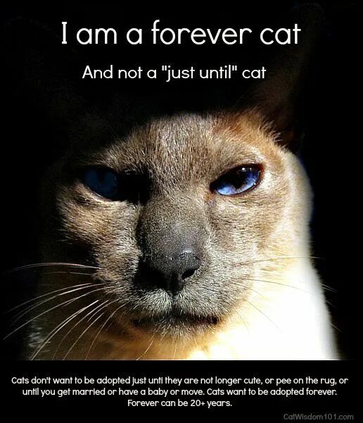 Cats forever. Cats forever. Кошки форева. Best friends forever cat. Cats forever.