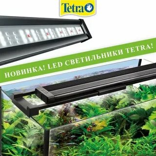 Лампа тетра