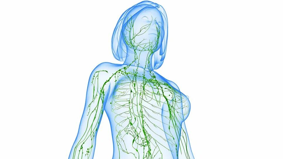 3д анатомия лимфатической системы. Что представляет собой лимфатическая система. Лимфатическая система человека картинки. Застоявшейся лимфы