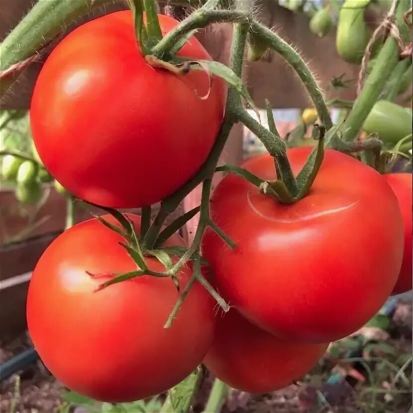 изобильный f1. помидоры изобильный f1. изобильный f1. томат изобильный f1 гавриш. томат изобильный f1 рс1.