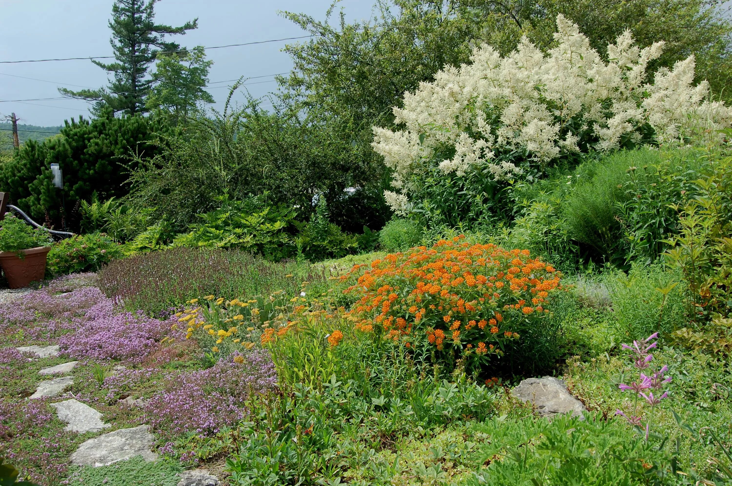 Горец изменчивый фото. Горец полиморфный. Горец изменчивый (Polygonum polymorpha). Горец Persicaria polymorpha. Горец полиморфа в дизайне сада.