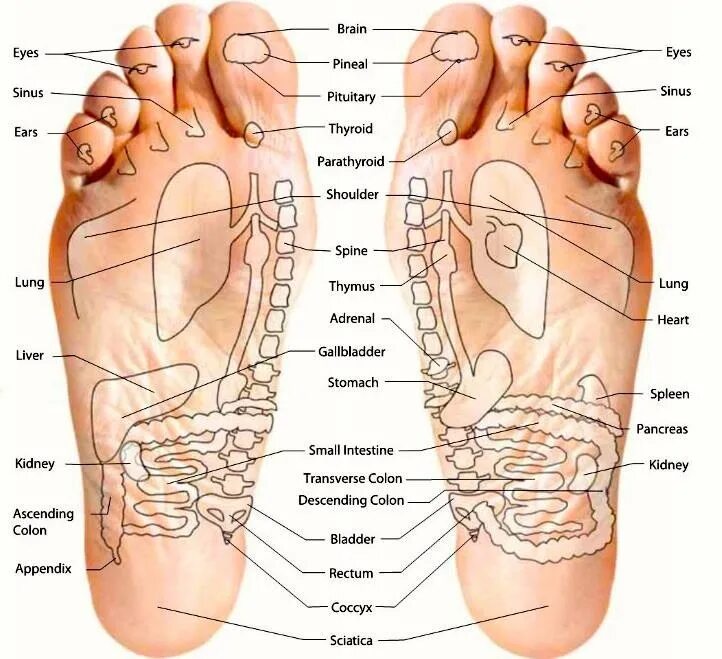Фото стопы человека с названием. Активные точки стопы акупунктура. Акупунктура на стопе ноги. Проекция органов на стопе. Точки органов на стопе.