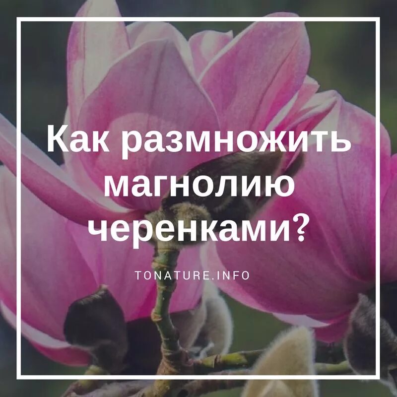 Как черенковать магнолию