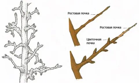 Как отличить плодовую почку
