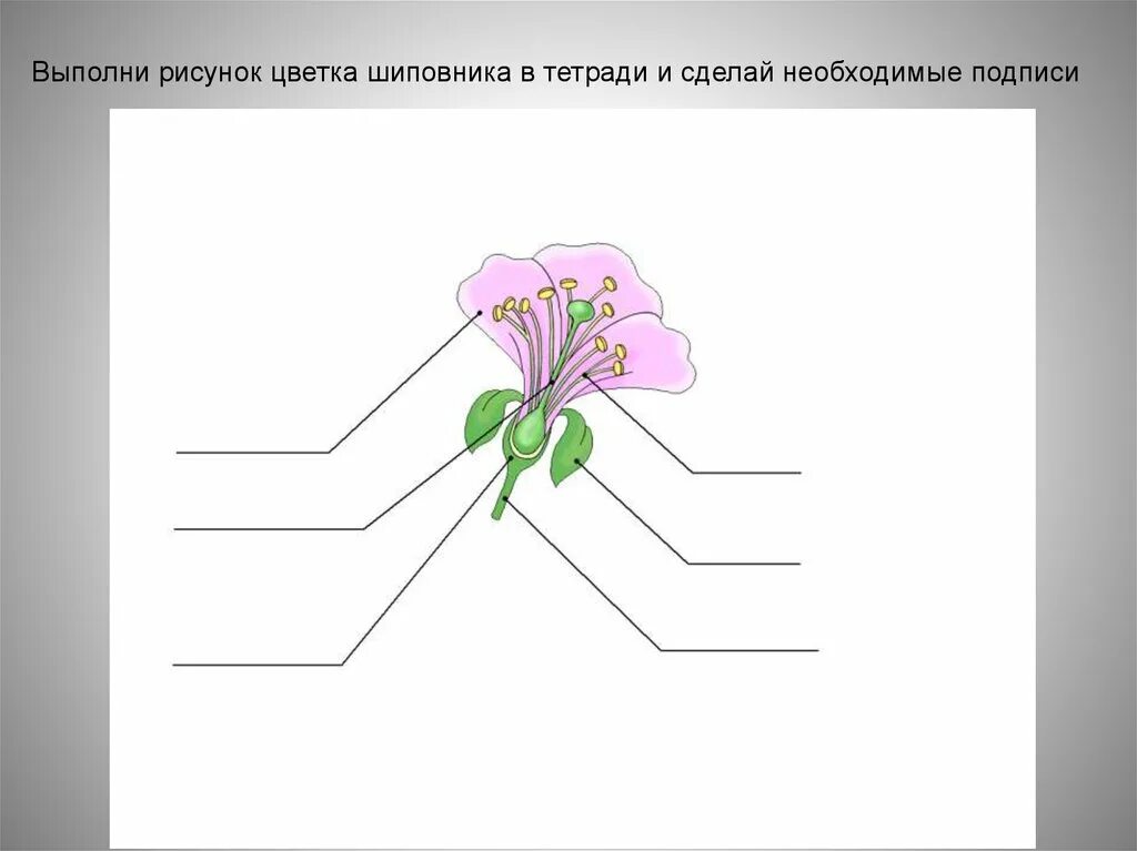 Строение цветковых рисунок. Части растения без подписи. Части растений карточка. Задание по строению цветка. Подпишите части растения.
