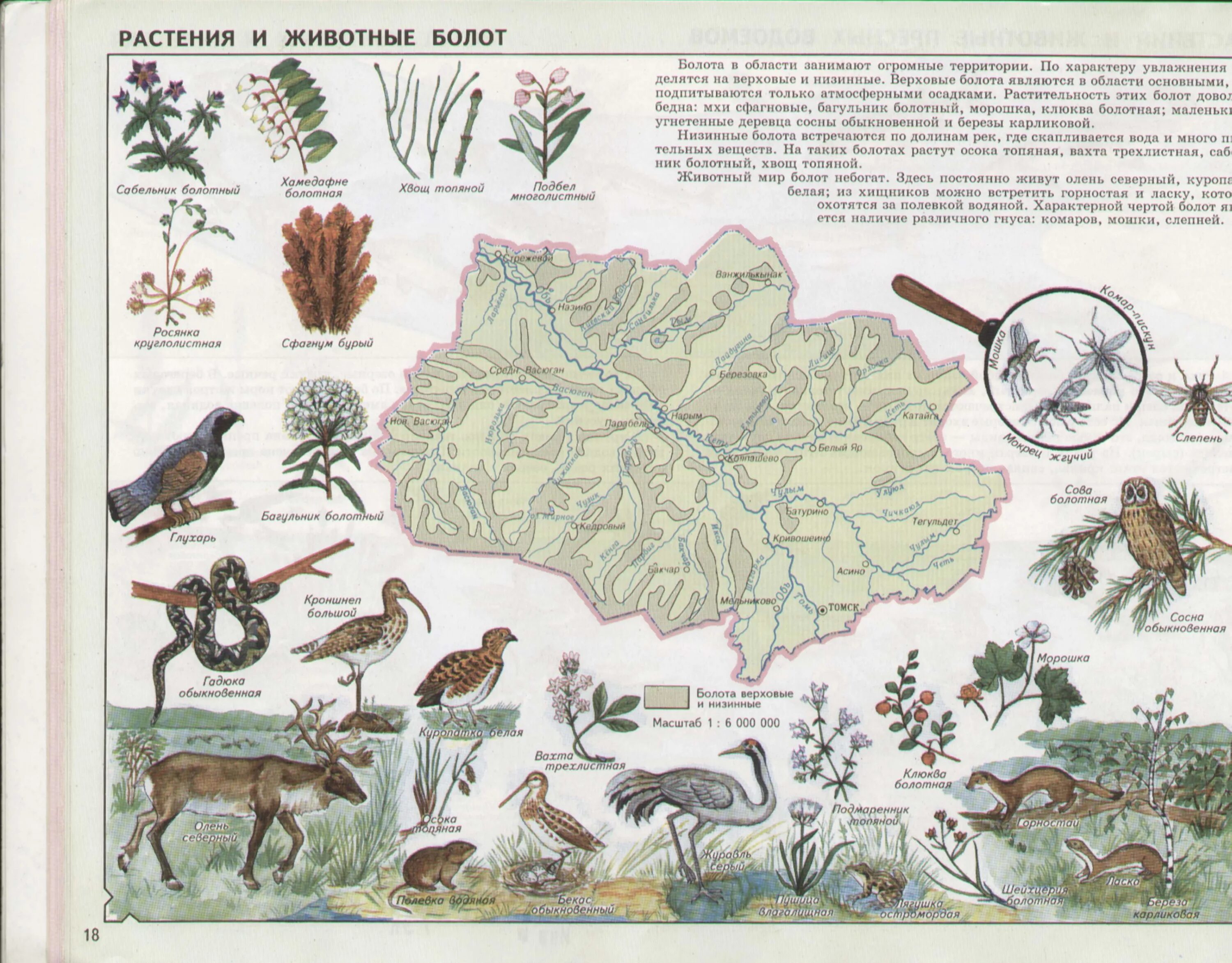 Обитатели болота Томской области. Карта растительности (атлас Забайкалья, 1967). Карта растительности Томской области. Растительность болот Томской области.