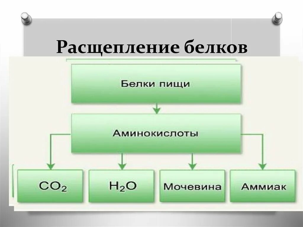 Где расщепляются белки и углеводы. Схема расщепления белков. Белки расщепляются под влиянием. Белки расщепляются до аминокислот. Углеводы расщепляются до.