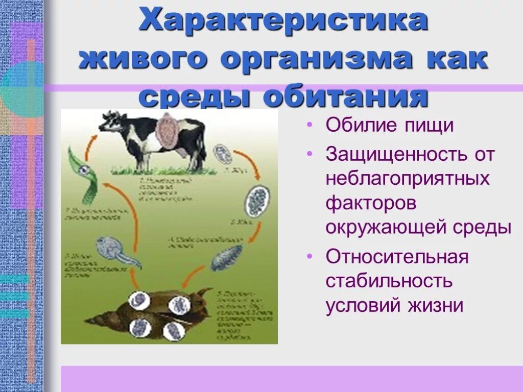 Среды обитания обитателей и особенности среды. Взаимосвязь живых организмов. Живые организмы и окружающая среда. Среды обитания ивыхорганизмов. Среды живых организмов.