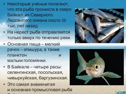 Рыбы 8 класс
