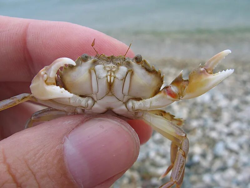 Сон краб живой. Амурский краб. Спящий краб. Сон краб живой. Мохнолапый краб.