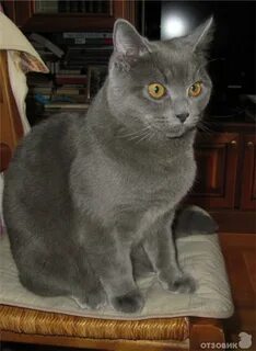 Коту 8 месяцев