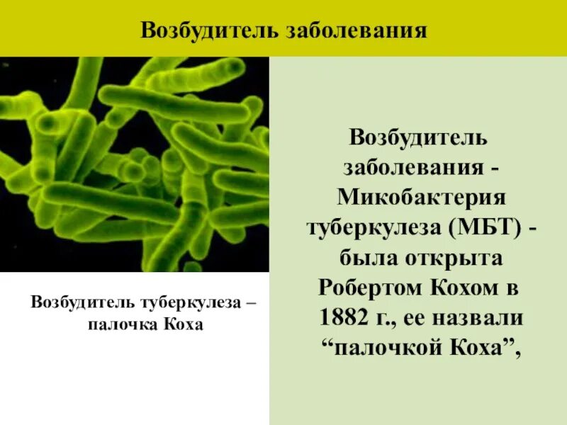 Возбудителем туберкулеза является палочка коха. Микобактерии возбудители туберкулеза. палочка коха возбудитель туберкулеза. микобактерия туберкулеза палочка коха. возбудитель туберкулёза кох.