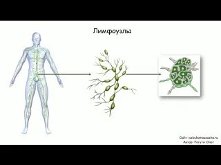 Система видео уроки