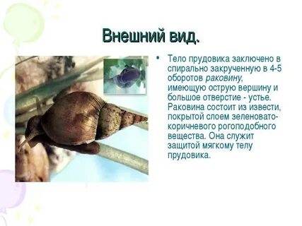 Малый прудовик обитает