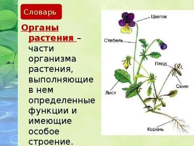 Внешнее строение растений 5 класс. Внешнее строение растений 5 класс