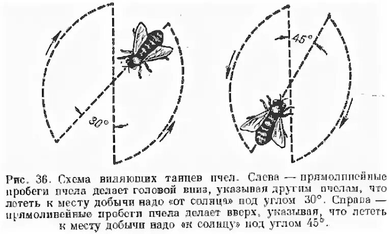 Радиус пчелы