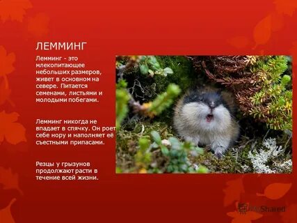 Лемминг сообщение для 4 класса окружающий мир