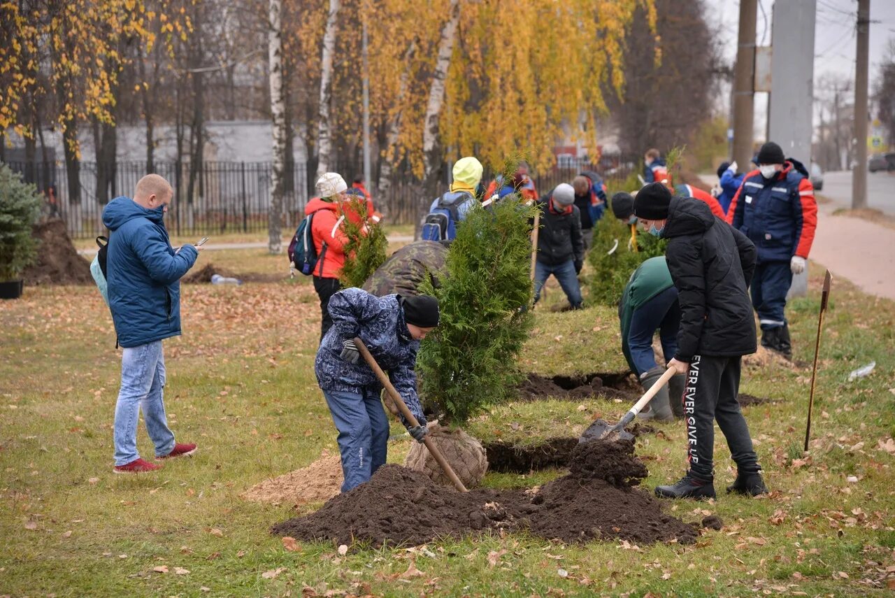 Посадить дерево работу