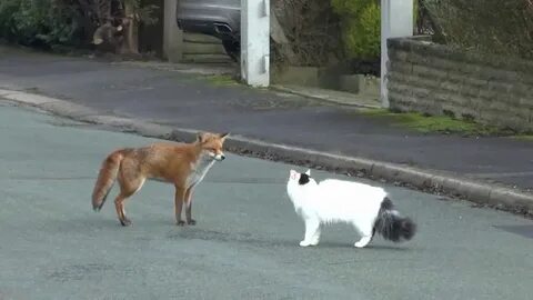 Собака гоняет кошек
