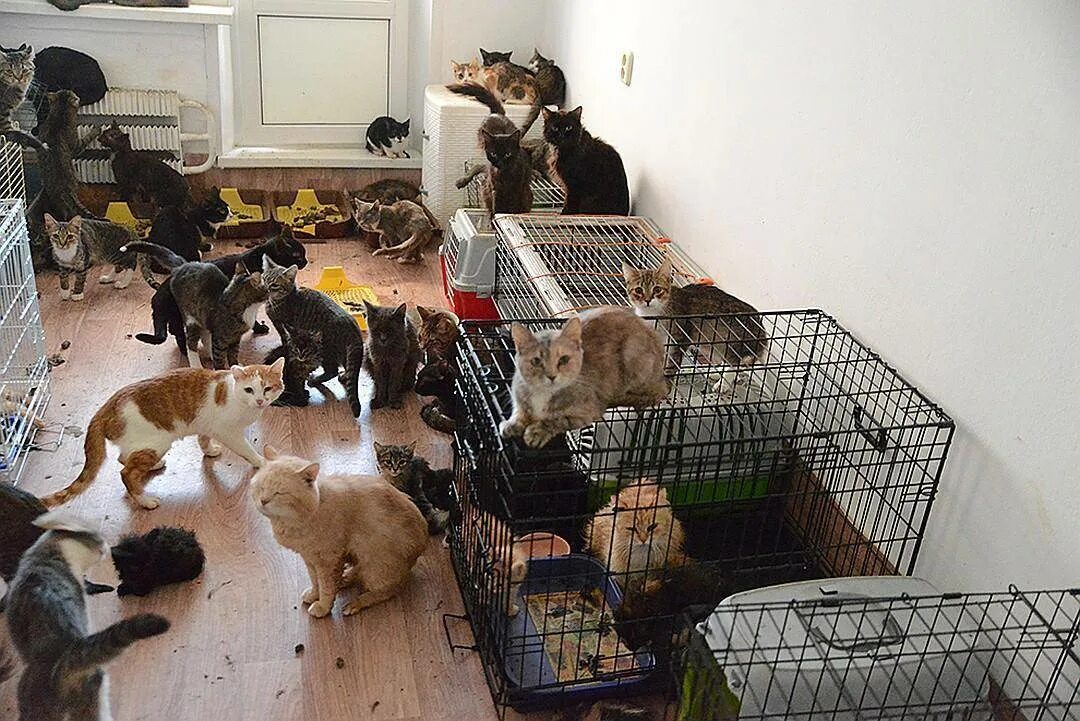 Домашние животные в многоквартирном доме. Много животных в квартире. Домашние животные для квартиры. Домашиеживотные в квартире. Много кошек в квартире.