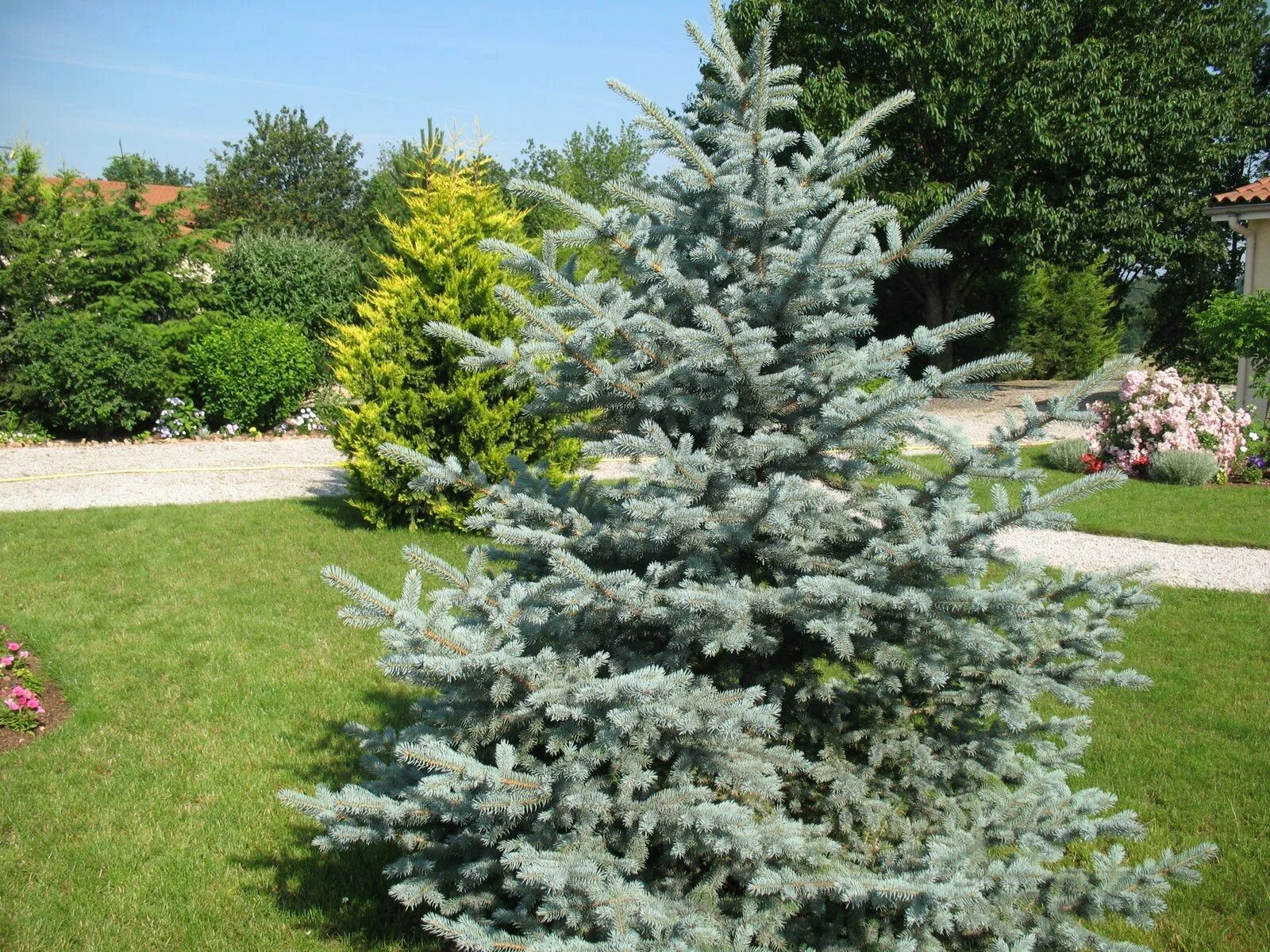 Ель колючая костер Koster. Ель колючая Blue Trinket. Picea pungens (ель колючая) 'Koster'. Ель колючая Блю тинкле. Ель колючая picea pungens