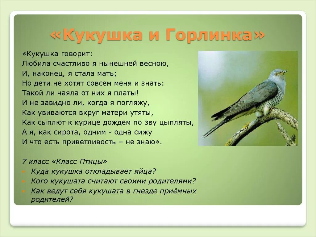 Мать Кукушка. Кукушка описание. Стих Кукушка. Кукушка и Горлинка. Кукушка куковать составить предложение