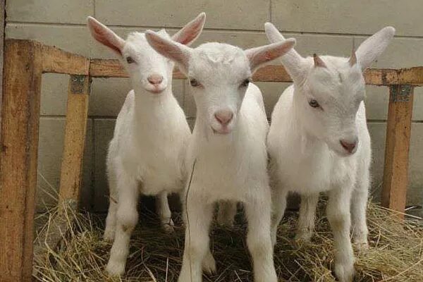 Три козленка. Козлята. Домашние козлята. Три козленка. Козочка с козлёнком.