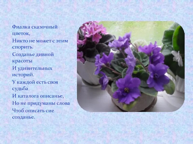 Песня поплакала и вновь фиалка. Описание цветка фиалки. фиалка краткая информация. рассказ о фиалке. стих про фиалку.