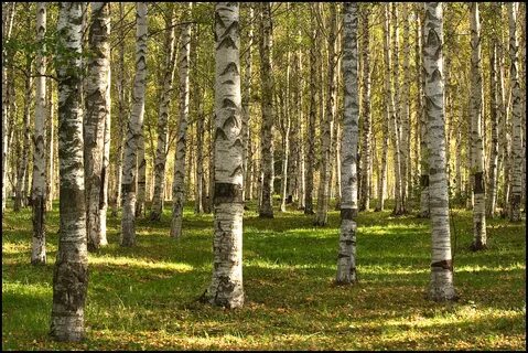 Березняк лес