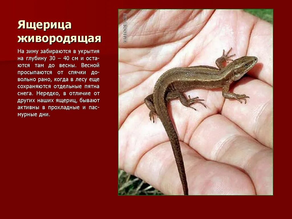 Ящерица красной книги. Живородящая ящерица красная книга. ящерица живородящая описание.