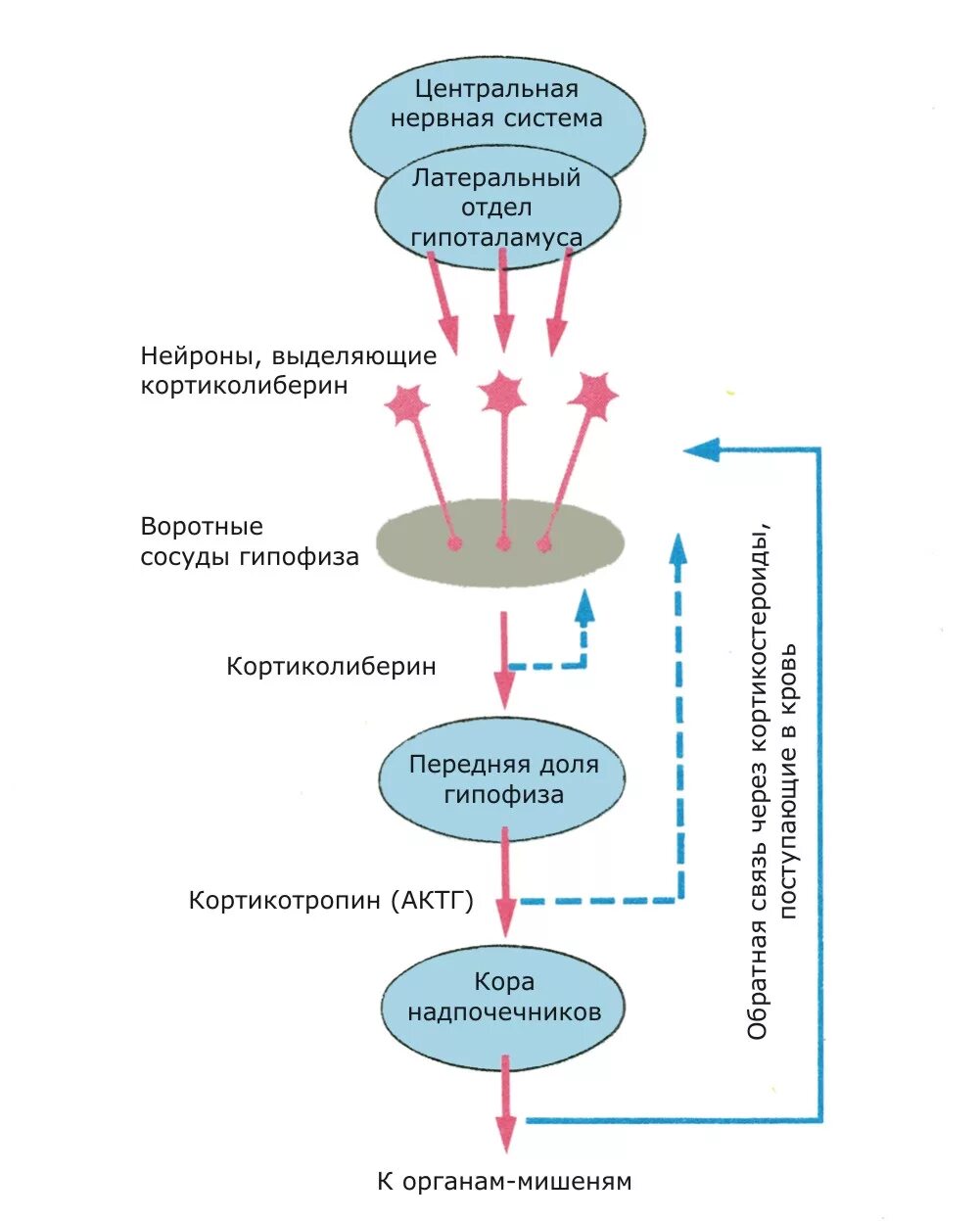 Нервная регуляция желез внутренней секреции. Схема взаимосвязей эндокринных желез. Схема взаимодействия желез внутренней секреции. Взаимодействие между железами внутренней секреции и ЦНС. Гормон центральной нервной системы
