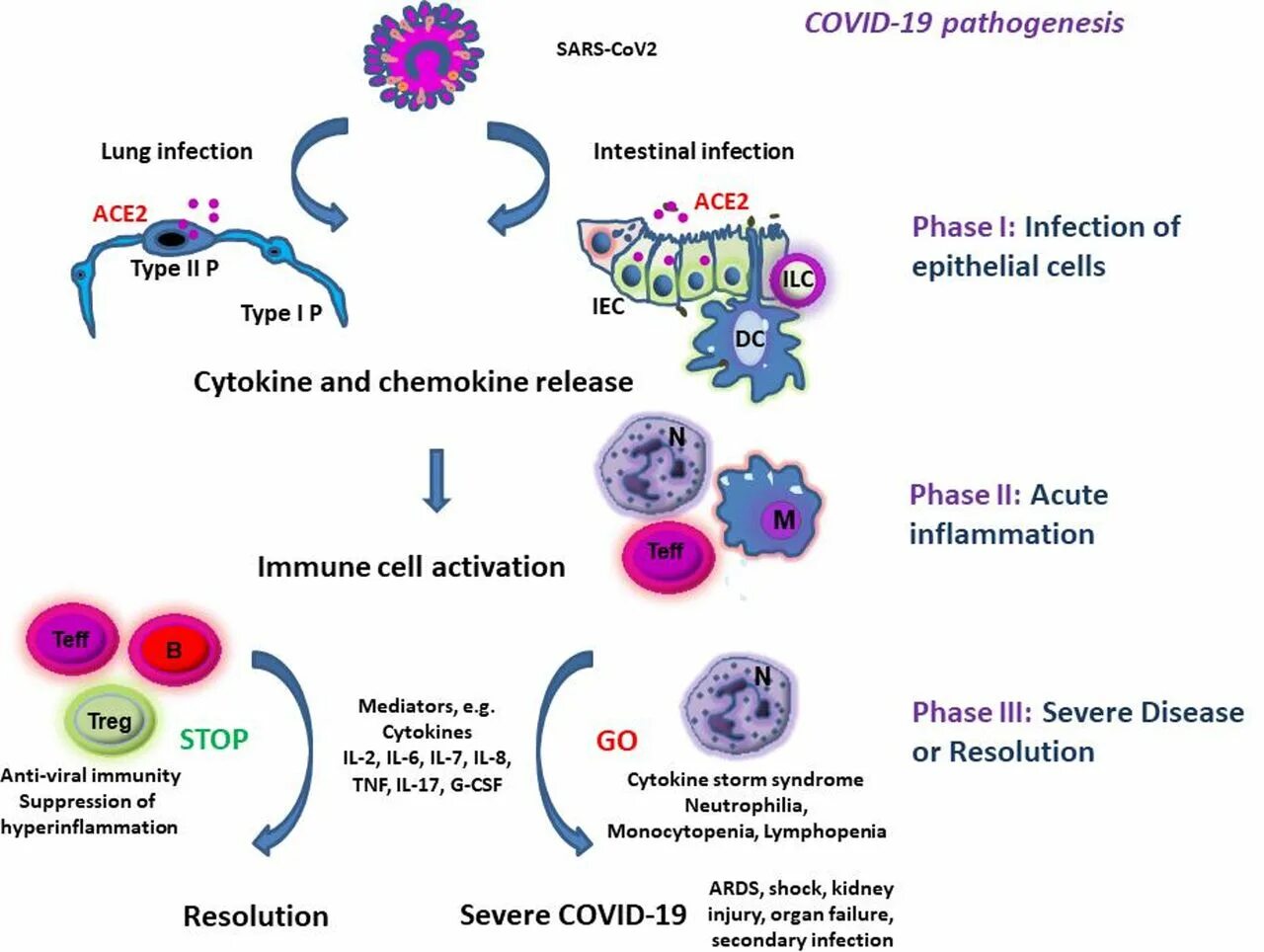 Covid 19 коронавирус новый. Патогенез коронавирусной инфекции схема. Новая коронавирусная инфекция патогенез. Патогенез SARS-cov-2. Коронавирус инфекция SARS-cov-2.