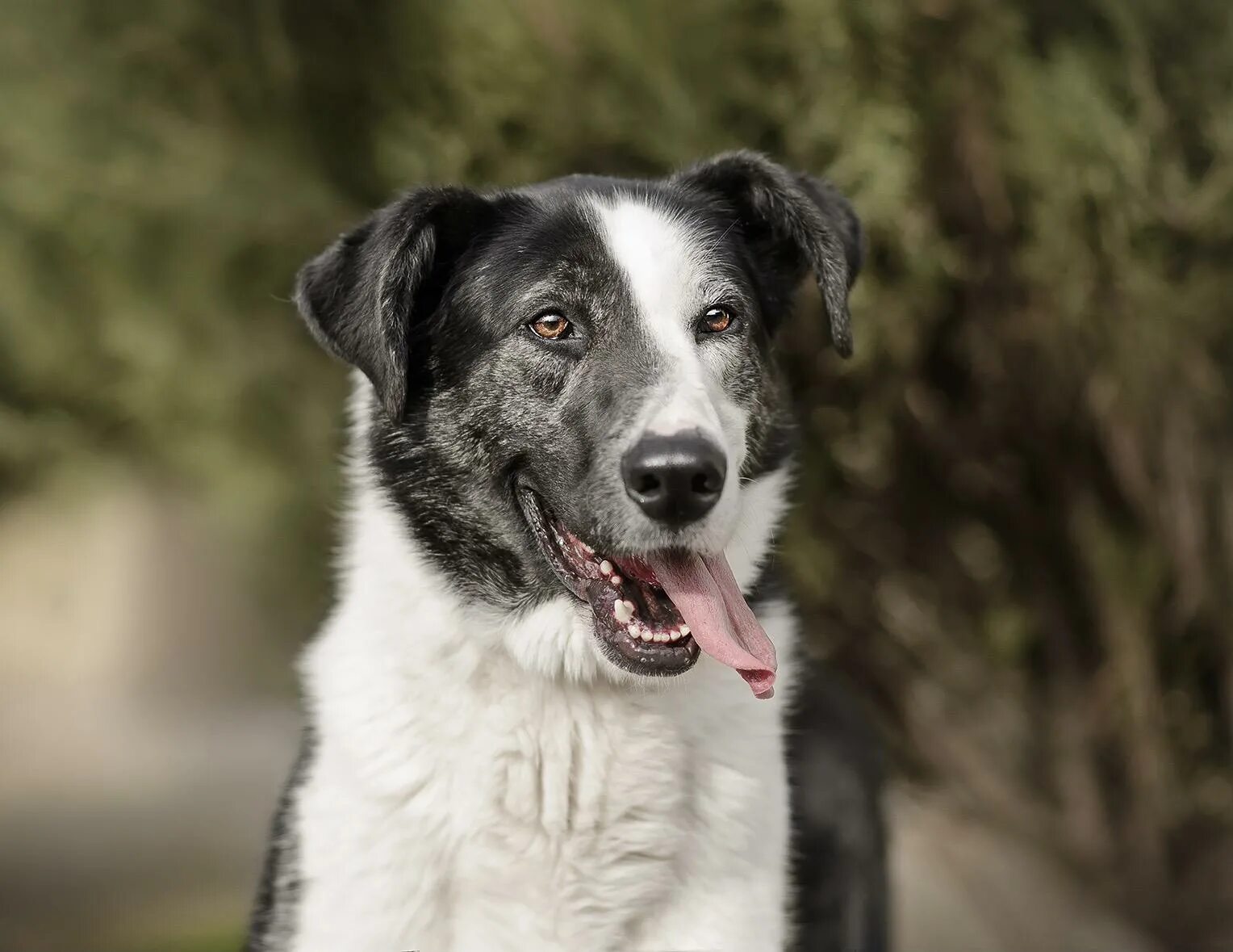 Бим собака. Бим сериал 2021. Пес бим. Денис никифоров бим. Бим собака.