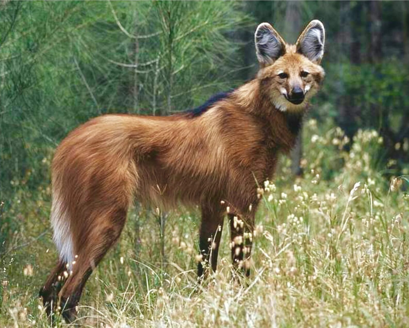 Гривистый волк. Гривистый волк Южной Америки. Гривистый волк (Chrysocyon brachyurus). Гривистый волк Саванна.